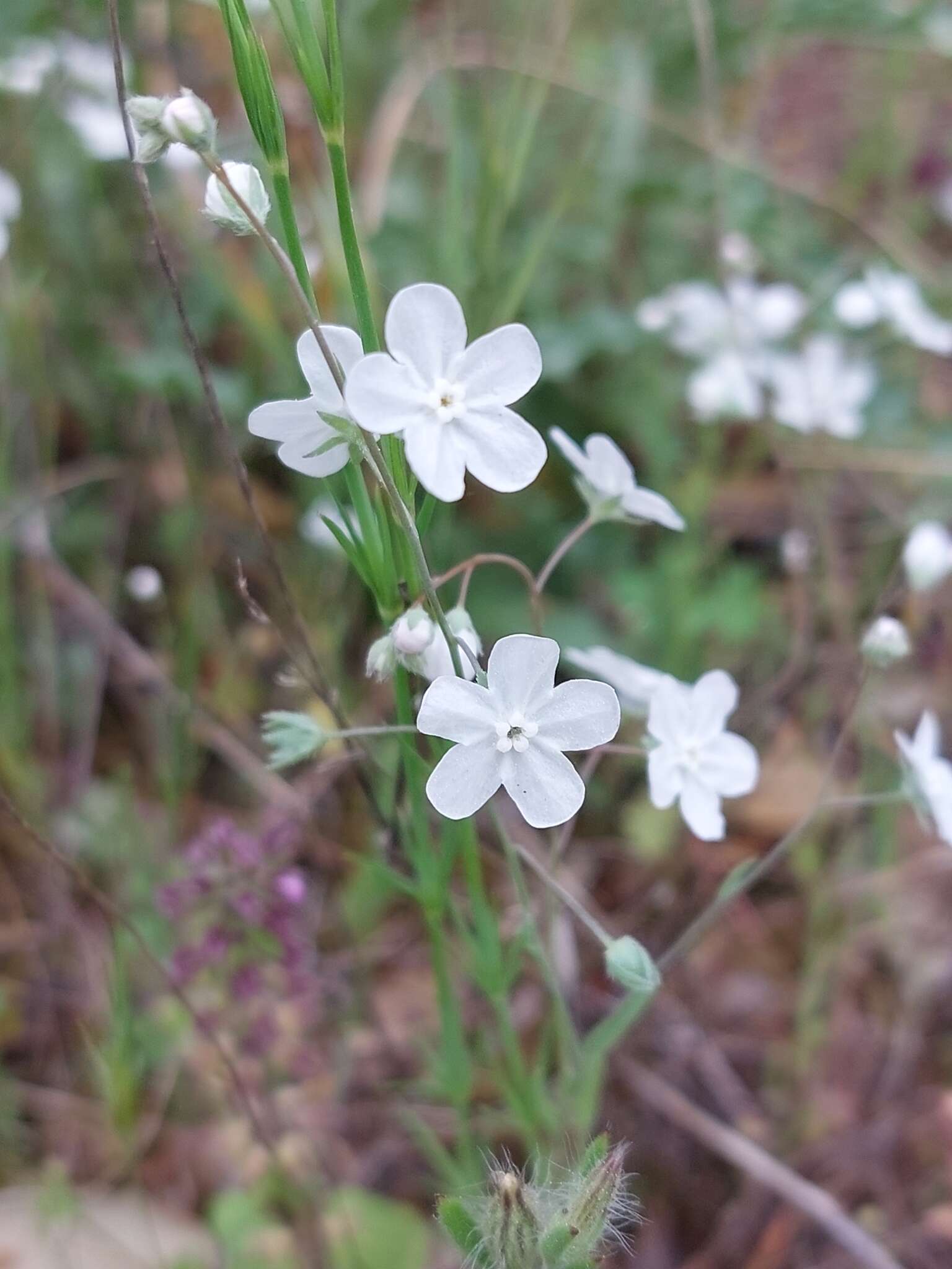 Слика од Iberodes linifolia (L.) Serrano, R. Carbajal & S. Ortiz