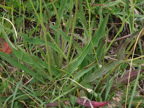 Image of Hieracium glaucum All.