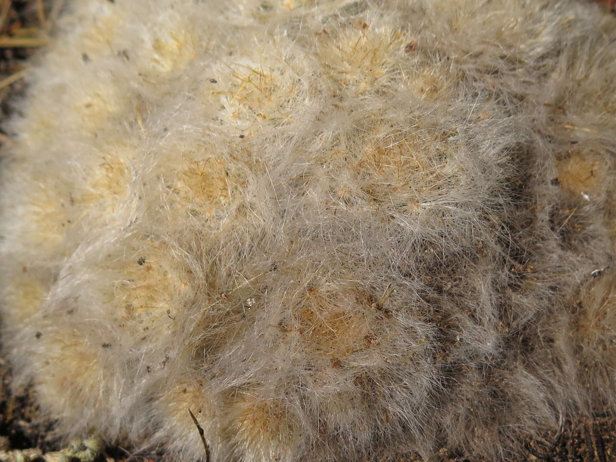 Image of Mammillaria glassii R. A. Foster