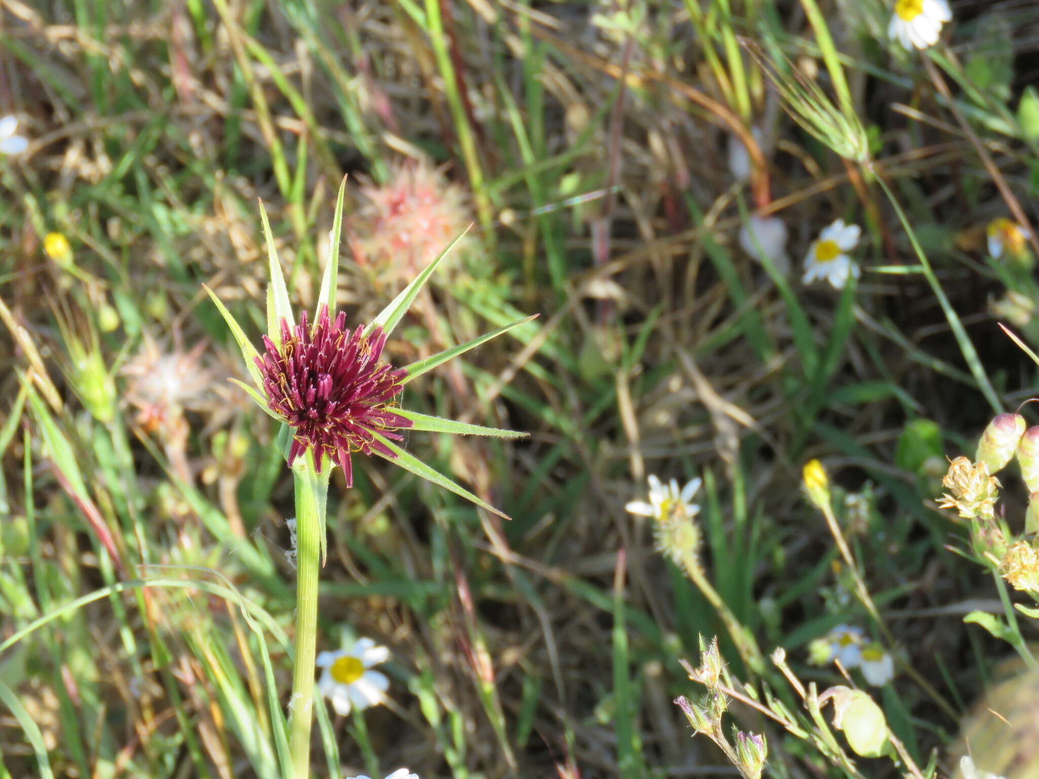 Image of Tragopogon porrifolius subsp. porrifolius