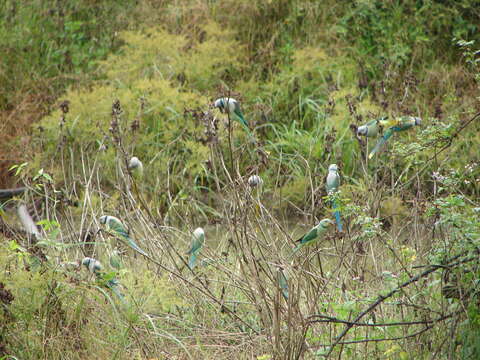 Image of Blue-winged Parakeet