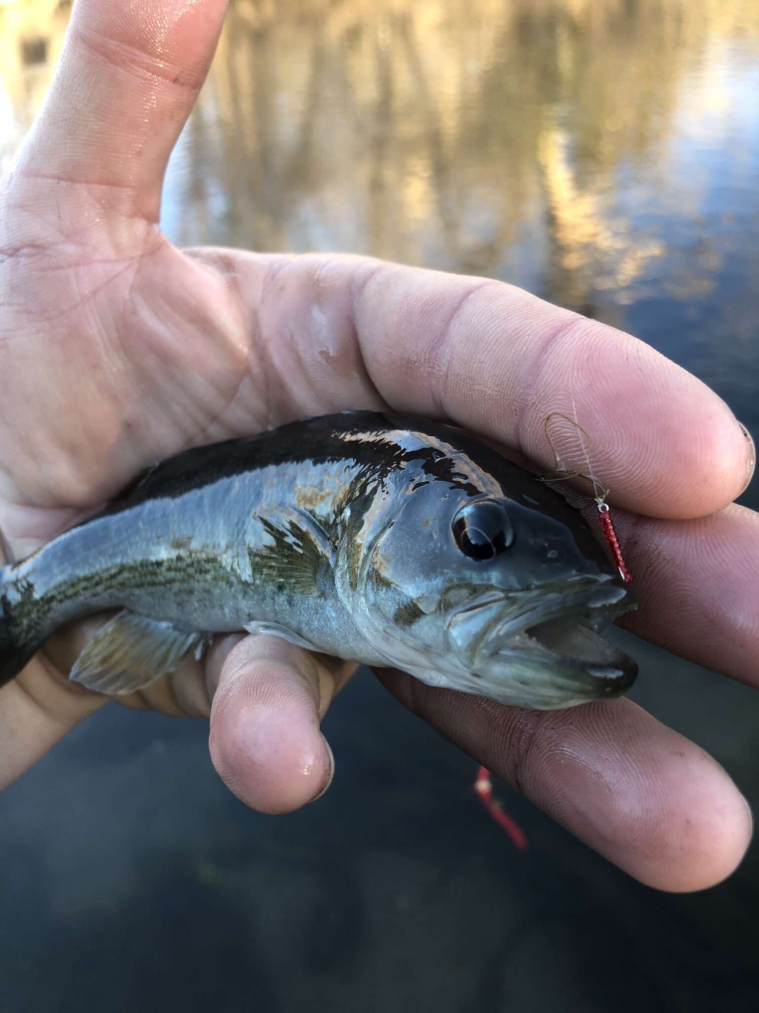 Image of Redeye Bass