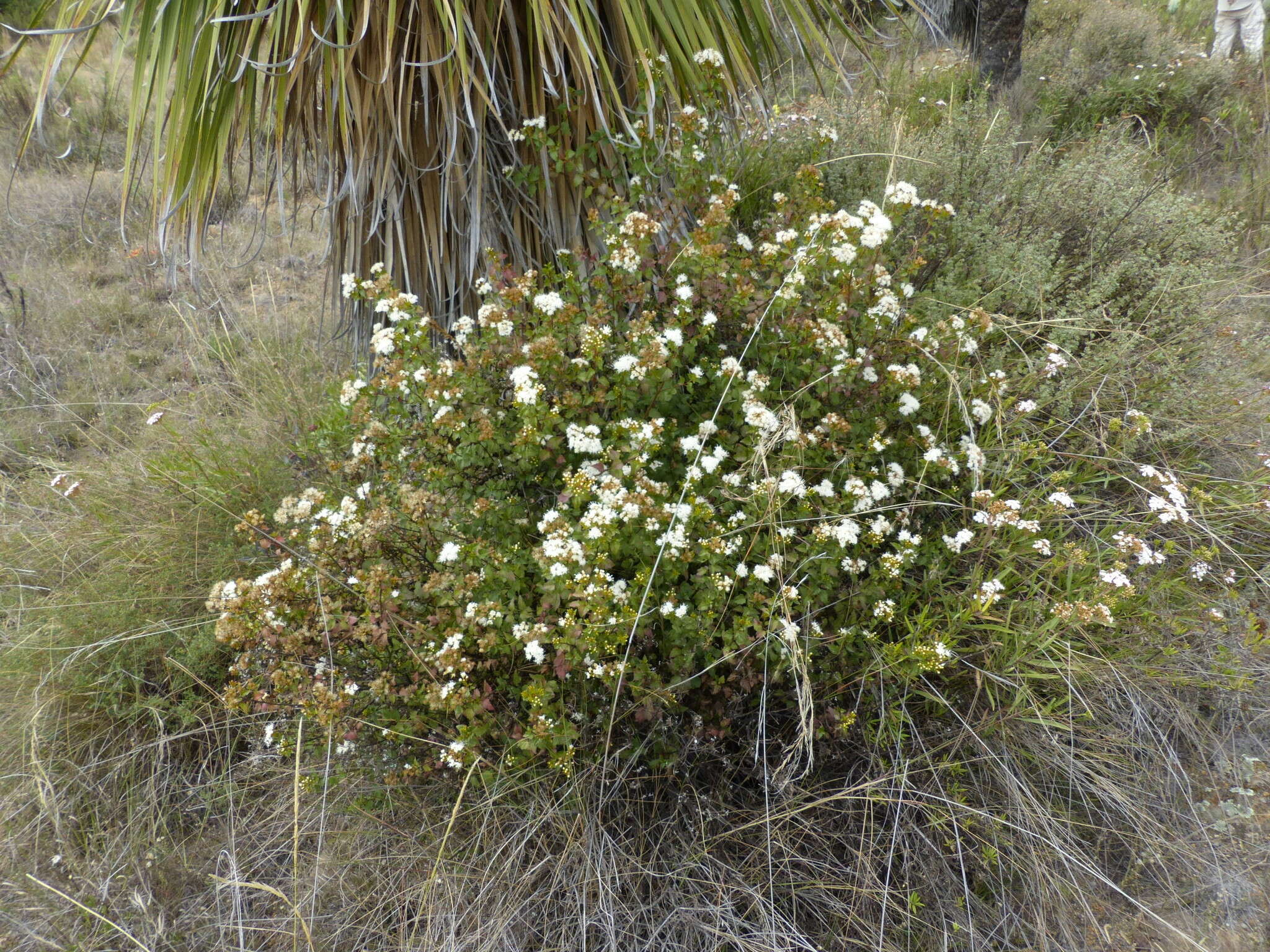 صورة Ageratina espinosarum (A. Gray) R. King & H. Rob.