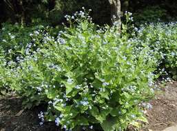 Brunnera macrophylla (Adams) I. M. Johnst. resmi