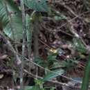 Image of Hooded Chameleon