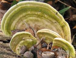 Image of Trametes gibbosa (Pers.) Fr. 1838