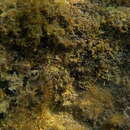 Image of Mystery blenny