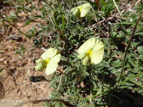 Image of Lotononis prostrata (L.) Benth.