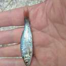 Image of Dnieper chub