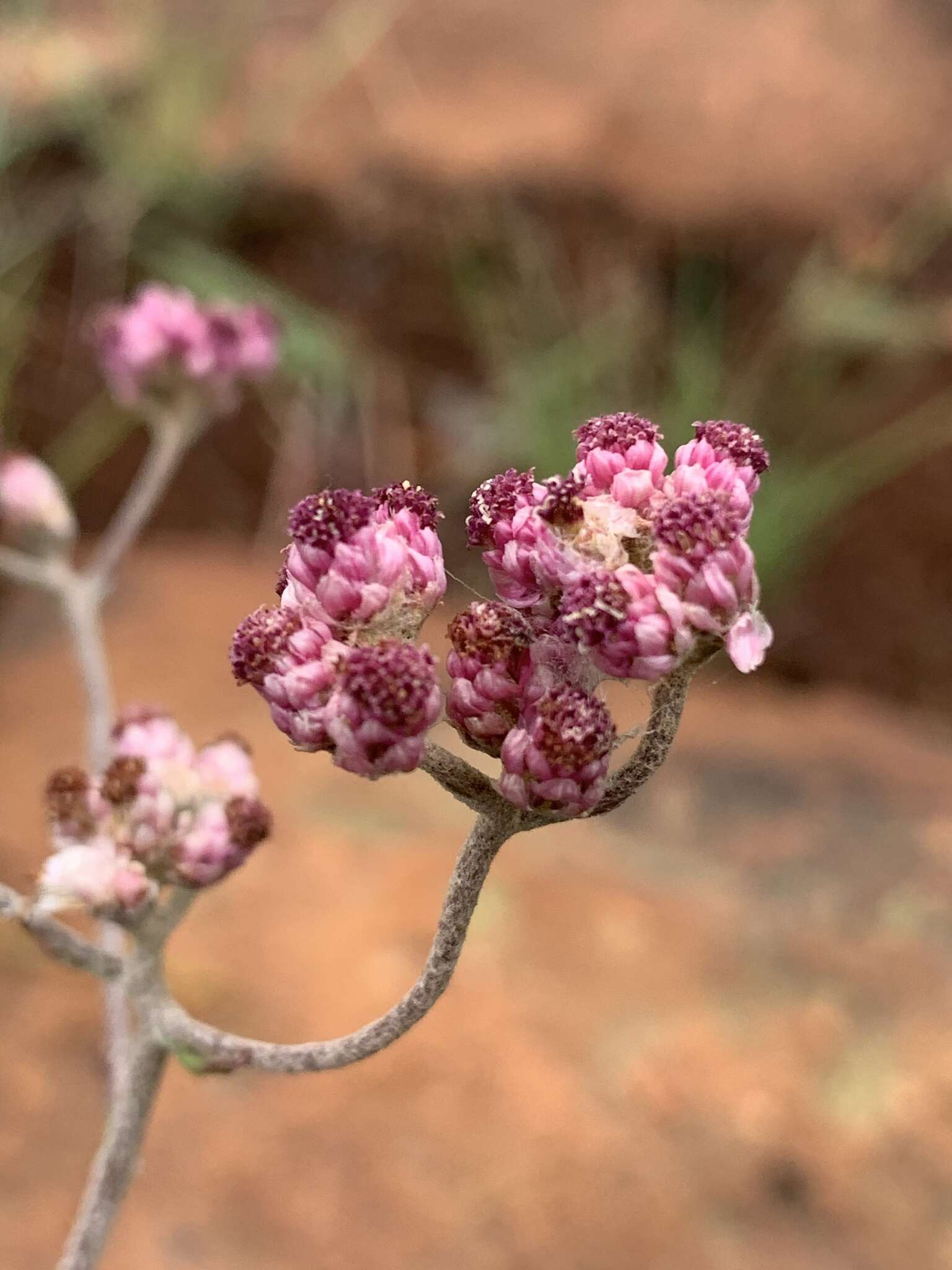 Слика од Helichrysum calocephalum Klatt