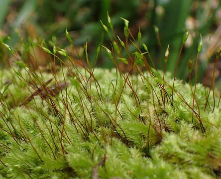 Image of palamocladium moss