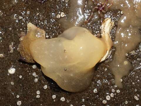 Image of yellow-plumed sea slug