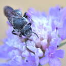 Слика од Stelis punctulatissima (Kirby 1802)