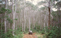 Image of snow gum