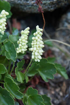 Image of bracted alumroot