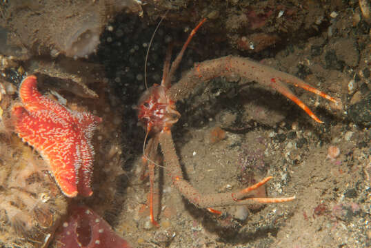 Image of rugose squat lobster