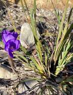 Image of Patersonia sericea var. sericea