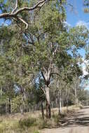 Image of Broad-leaved Apple