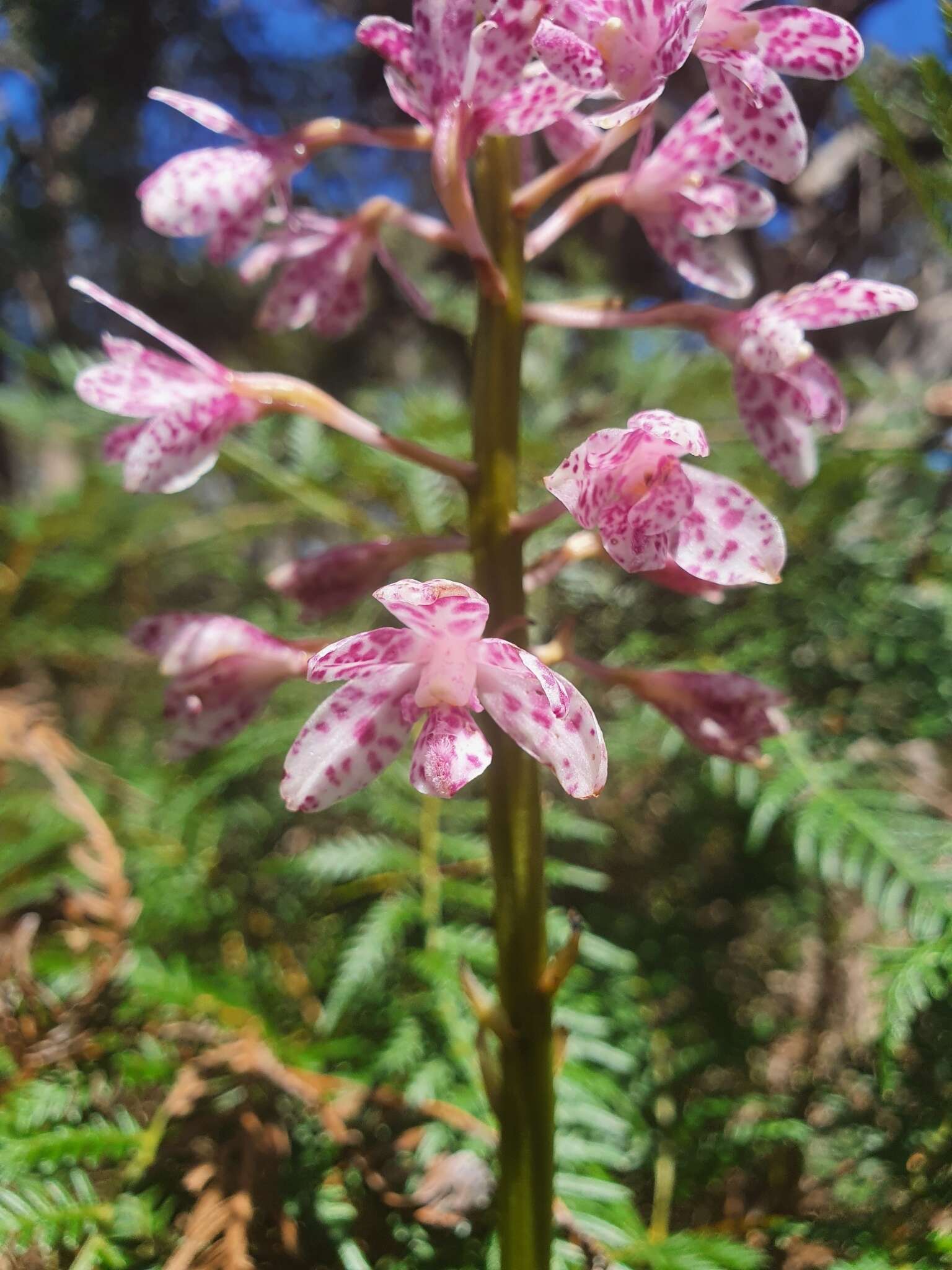 Imagem de Dipodium campanulatum D. L. Jones