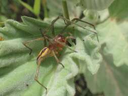 Слика од Cheiracanthium erraticum (Walckenaer 1802)