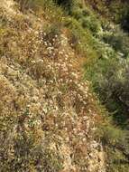 Eremothera boothii subsp. decorticans (Hook. & Arn.) W. L. Wagner & Hoch resmi