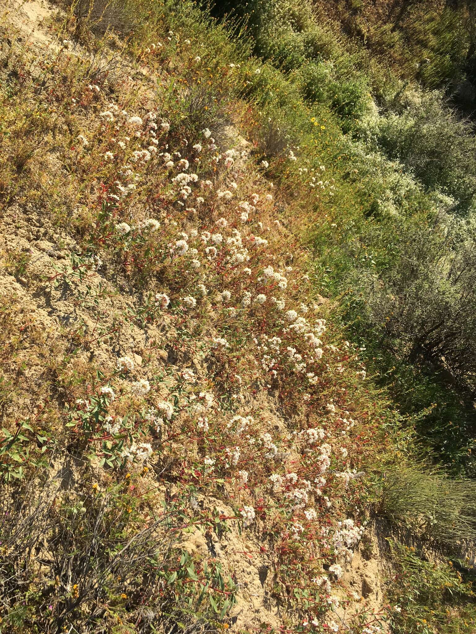 Eremothera boothii subsp. decorticans (Hook. & Arn.) W. L. Wagner & Hoch resmi