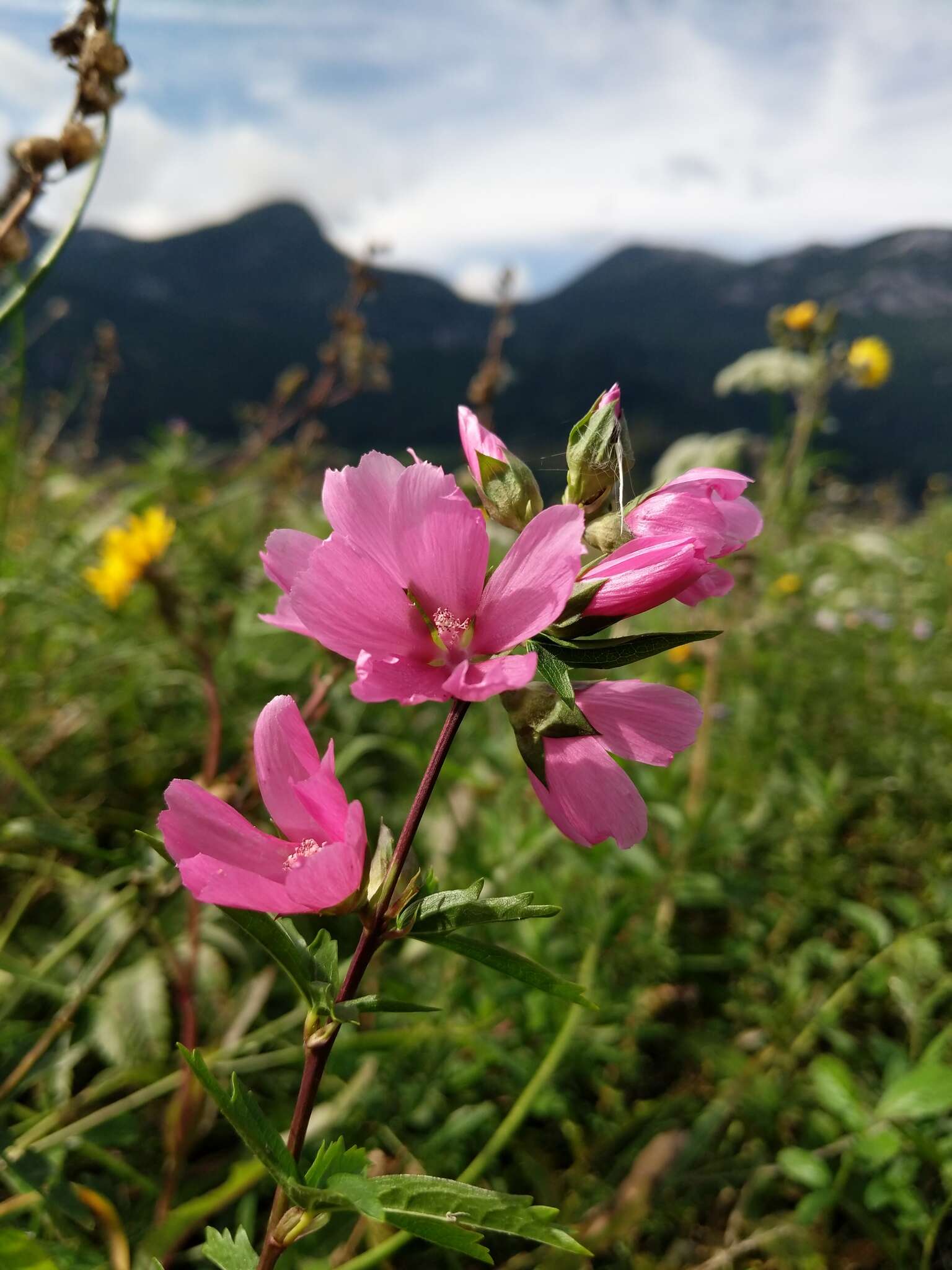 Image of Henderson's Checkerbloom