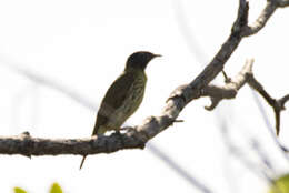 Image of Bearded Bellbird