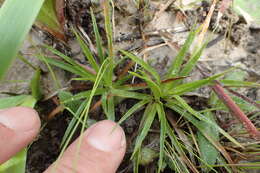 Image de Lachnocaulon anceps (Walter) Morong