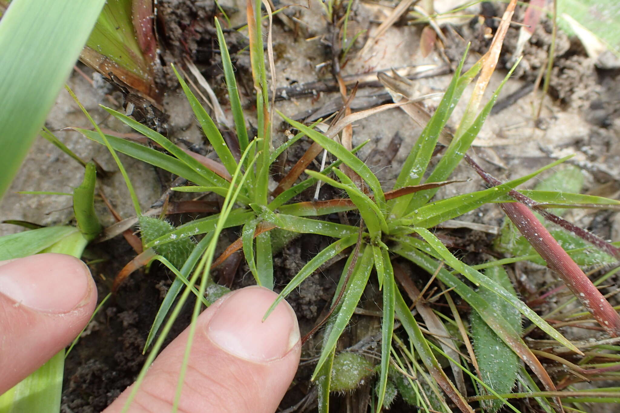 Image de Lachnocaulon anceps (Walter) Morong