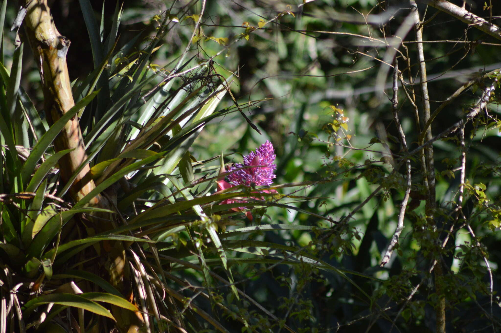 Image of Portea petropolitana (Wawra) Mez