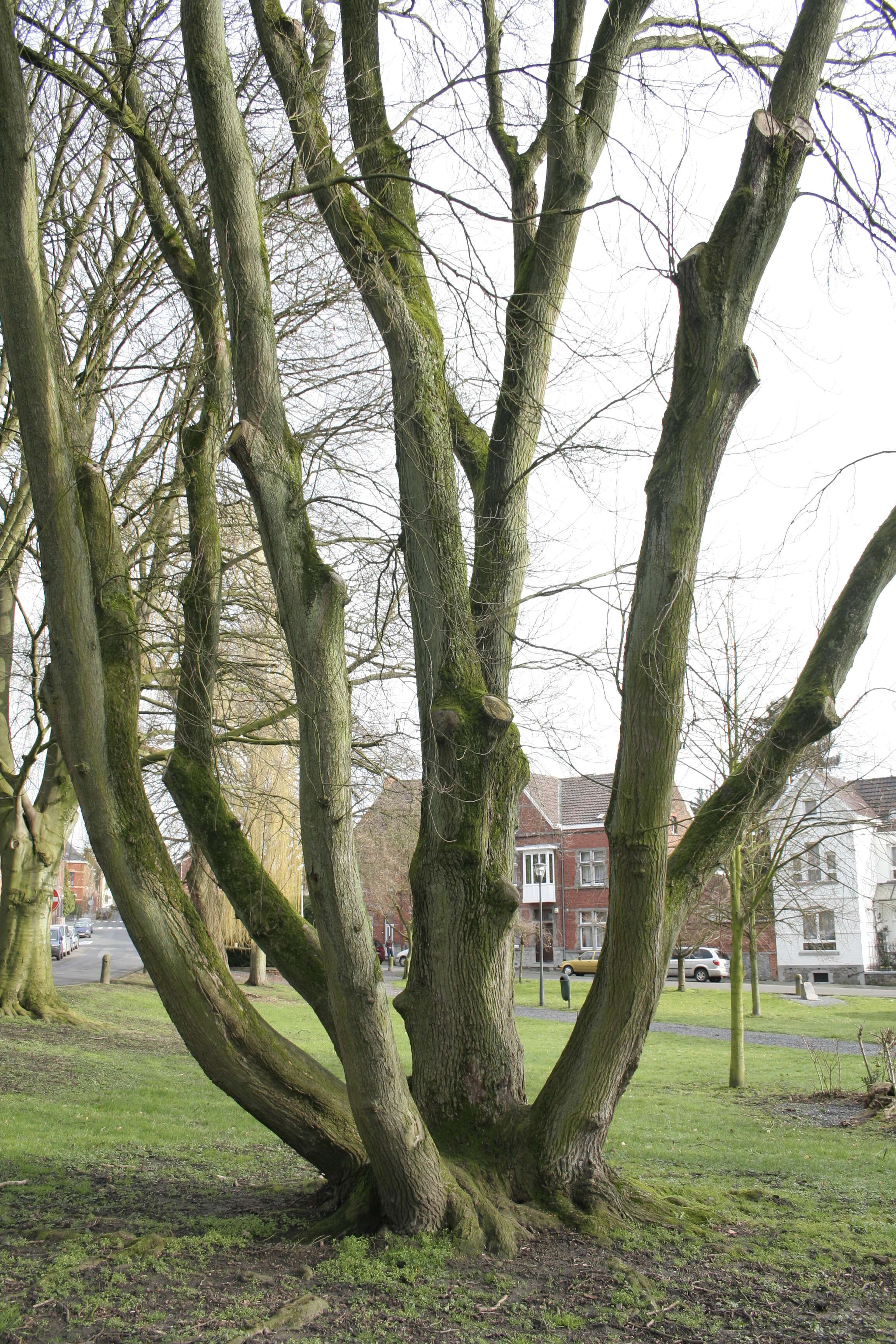 Image of Wych elm