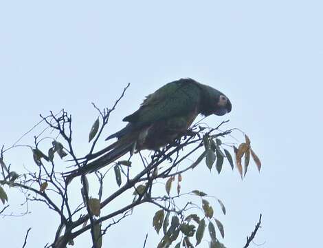 Image of Blue-winged Macaw