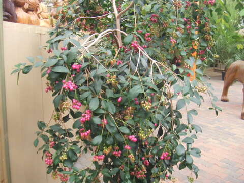 Image of Syzygium oleosum (F. Müll.) B. P. M. Hyland