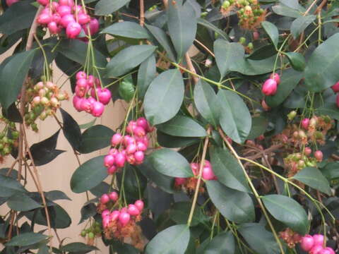 Image of Syzygium oleosum (F. Müll.) B. P. M. Hyland