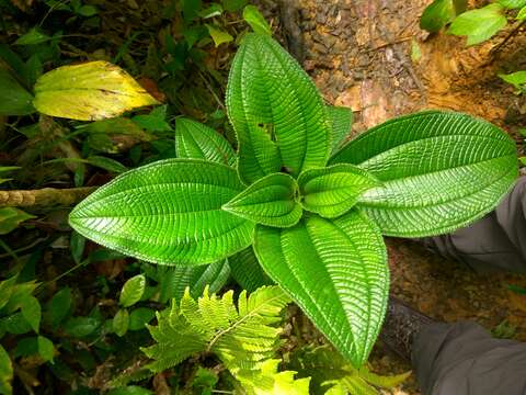 Imagem de Miconia racemosa (Aubl.) DC.