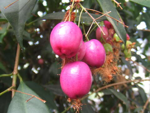 Image of Syzygium oleosum (F. Müll.) B. P. M. Hyland