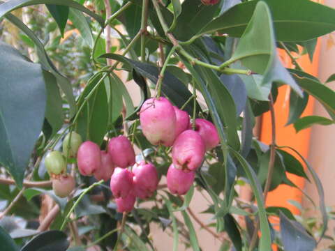 Image of Syzygium oleosum (F. Müll.) B. P. M. Hyland