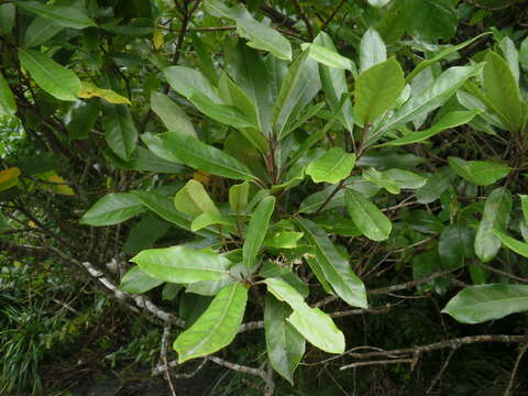 Image of Elaeocarpus dentatus (J. R. & G. Forst.) Vahl