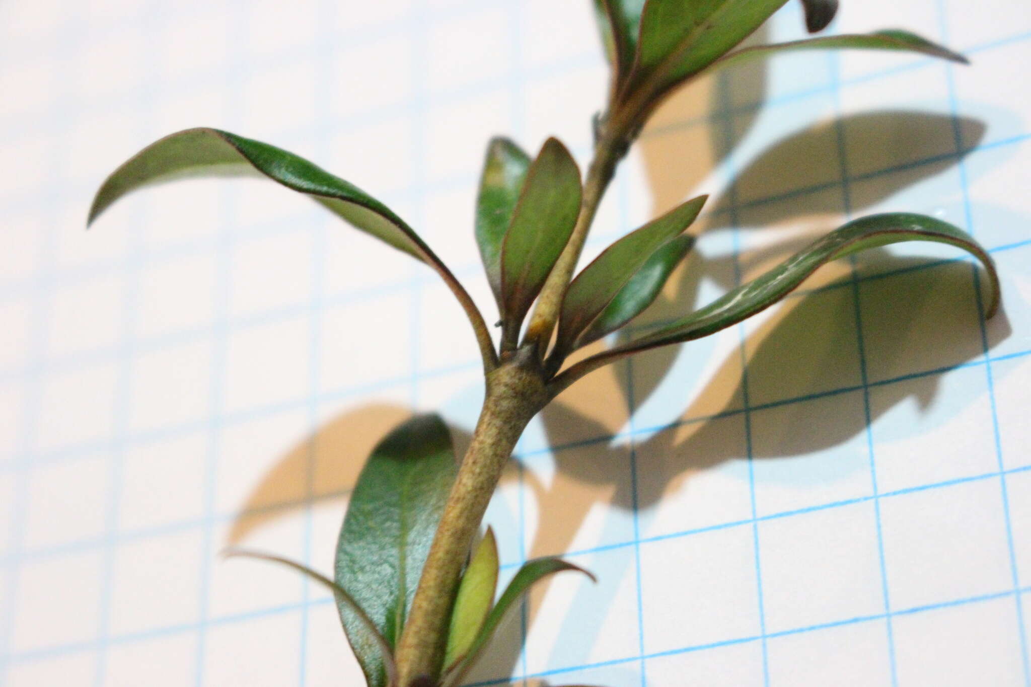 Image of Coprosma conferta A. Cunn.