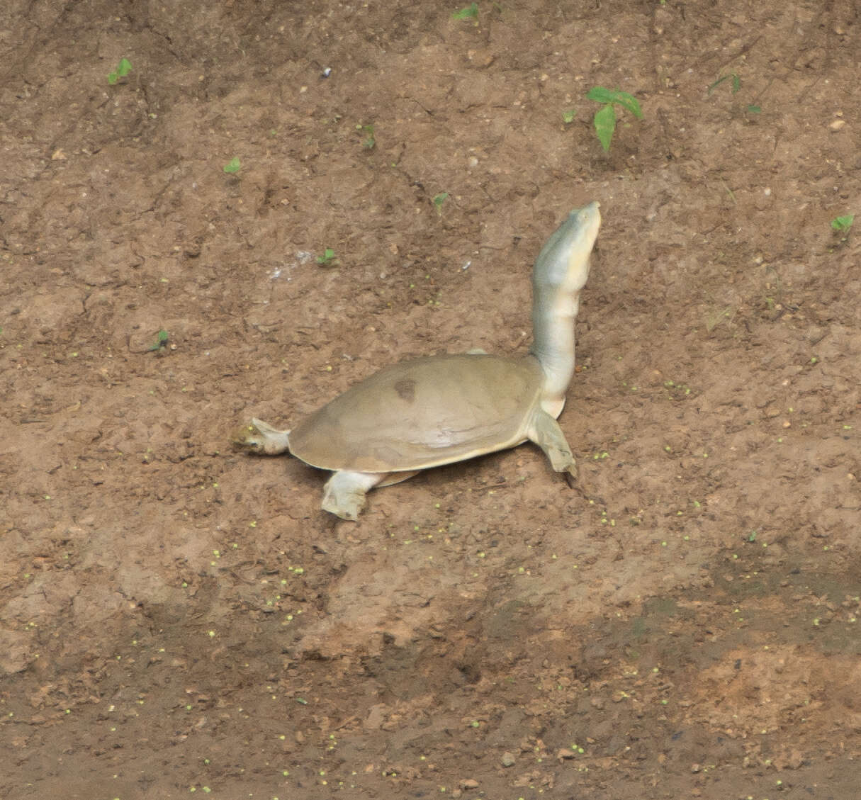 Image of Sri Lankan flapshell turtle