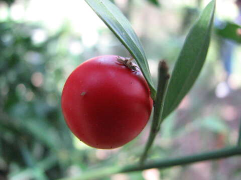 Imagem de Ruscus aculeatus L.