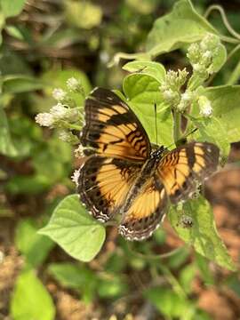 Image of Junonia sophia infracta Butler 1888