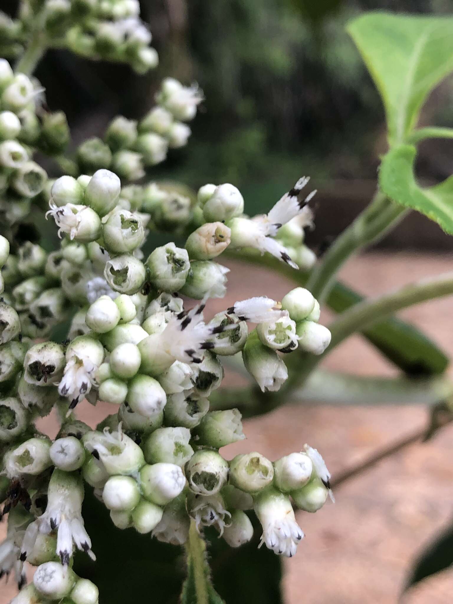 Image of Clibadium arboreum J. D. Smith.