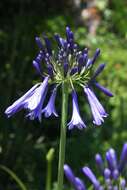 Imagem de Agapanthus inapertus subsp. hollandii (F. M. Leight.) F. M. Leight.