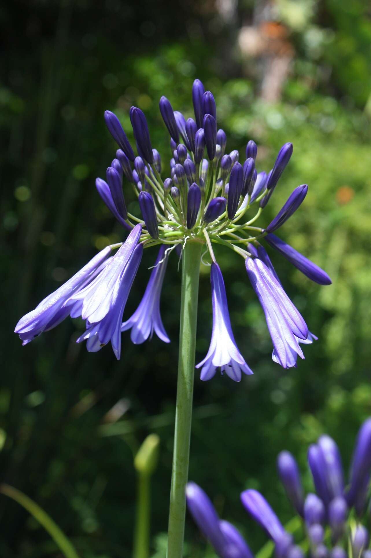 Imagem de Agapanthus inapertus subsp. hollandii (F. M. Leight.) F. M. Leight.