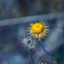 Image of Coronidium oxylepis subsp. lanatum Paul G. Wilson