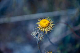 Image of Coronidium oxylepis subsp. lanatum Paul G. Wilson