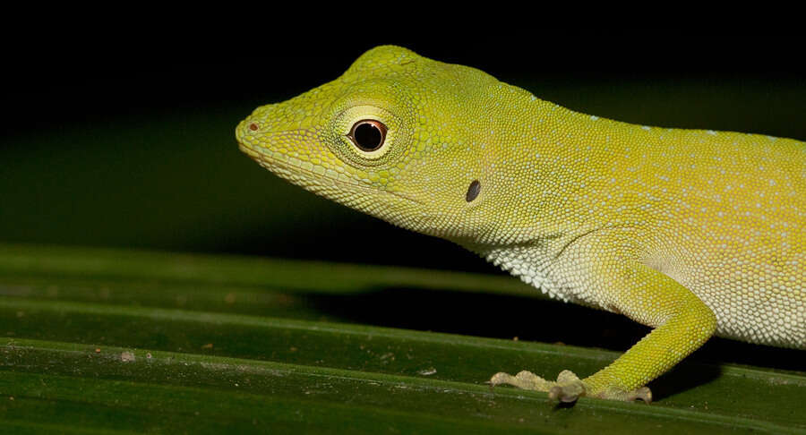 Imagem de Anolis biporcatus (Wiegmann 1834)