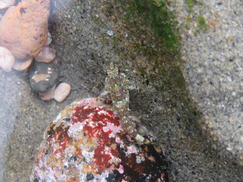 Image of Woolly sculpin